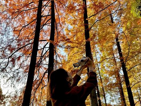 紅葉とフォトグラファー 紅葉,木々,葉っぱの写真素材