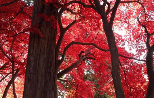 長円寺の紅葉 長円寺,茅野,紅葉の写真素材