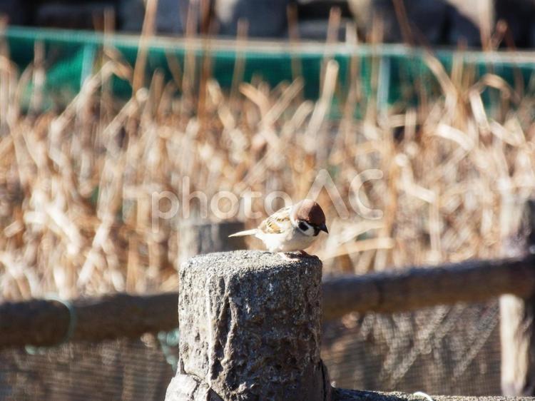 下を気にしている様子のスズメ 雀,鳥,生き物の写真素材