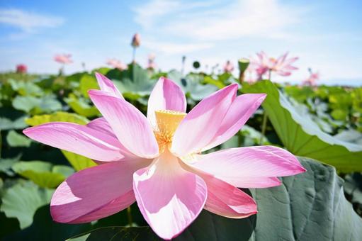 夏の青空に咲く蓮の花畑 夏の青空に咲く蓮の花畑 ハス,蓮の花,ピンクの写真素材