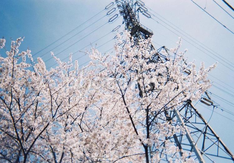桜と鉄塔 桜,風景,春の写真素材