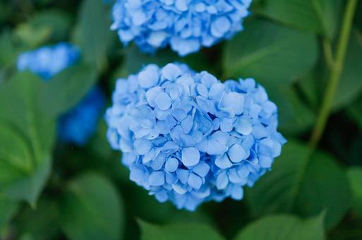 Hydrangea, JPG