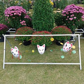 菊の花 お稲荷さん,菊の花,カラフルの写真素材