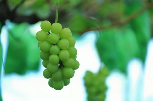 シャインマスカット ブドウ,ぶどう,果物の写真素材