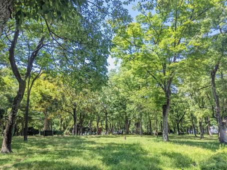 緑の公園 緑の公園の写真