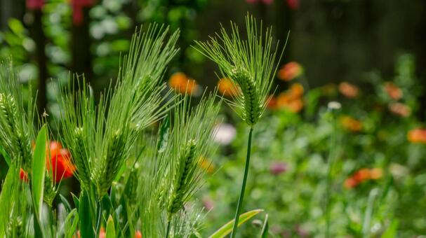 麦の穂の青い実と初夏の畑 麦,麦の穂,青麦の写真素材