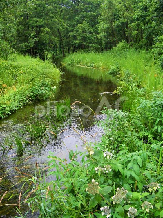 水辺の里山の風景、新緑 風景,自然,水辺の写真素材