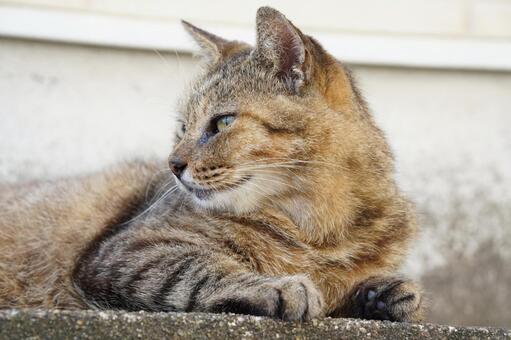 相島のねこちゃん 動物,かわいい,哺乳類の写真素材
