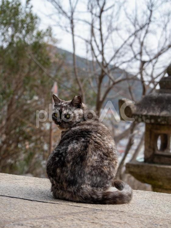 神社に住み着く猫 路地,茶,路地裏の写真素材