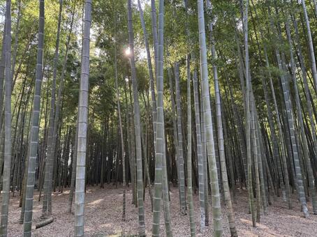 木漏れ日が差し込む美しい日本の竹林 竹林,竹,竹やぶの写真素材
