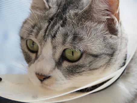 照片, 宠物, 动物, 向上, 