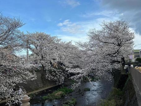 川にかかる桜 川にかかる桜の写真