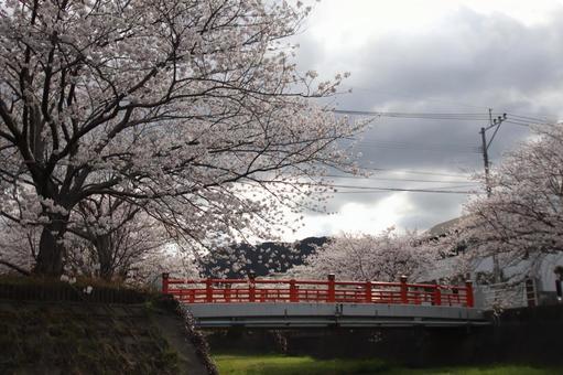 貫南公園 貫南公園 春,自然,さくらの写真素材
