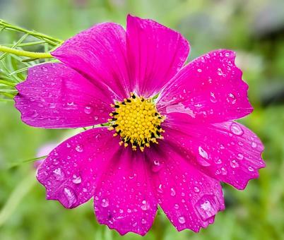 コスモスの花に雨雫 コスモスの花に雨雫 秋桜,雨雫,花の写真素材
