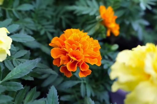春から冬まで咲くマリーゴールドの花 春から冬まで咲くマリーゴールドの花 の写真