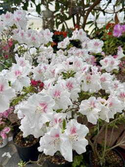White Flower, JPG White Flower, JPG
