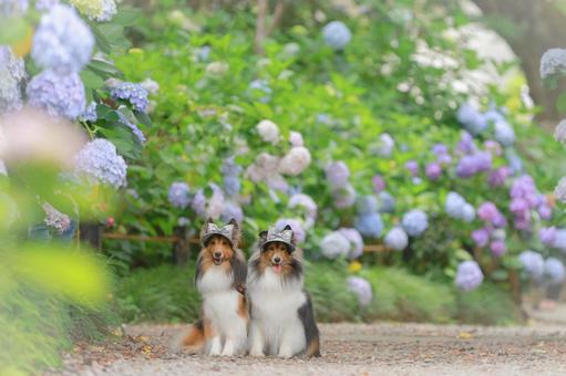 Photo, dog, outdoors, the scenery, 