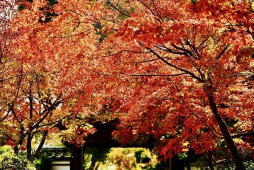 紅葉谷の赤く紅葉したモミジ 紅葉,モミジ,赤くなった葉の写真素材