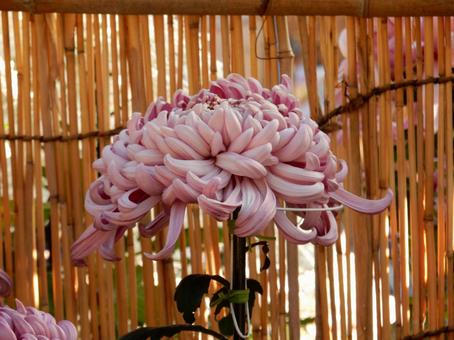 【風景写真】福山菊花展覧会の風景 キク,菊,菊花展の写真素材