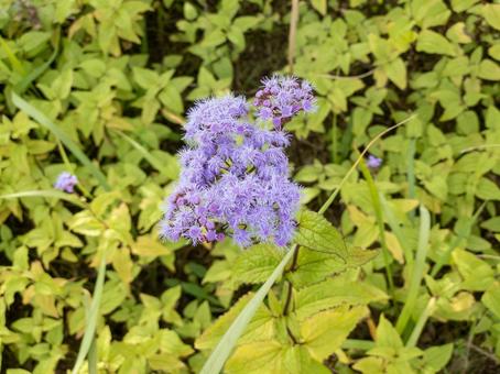 コノクリニウム・コエレスティヌム コノクリニウム・コエレスティヌ,キク科,多年草の写真素材