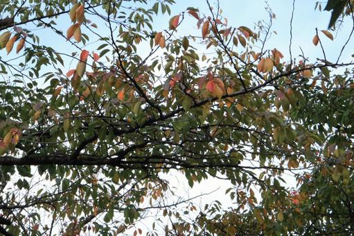 【草木の写真】紅葉 秋,紅葉,木々の写真素材