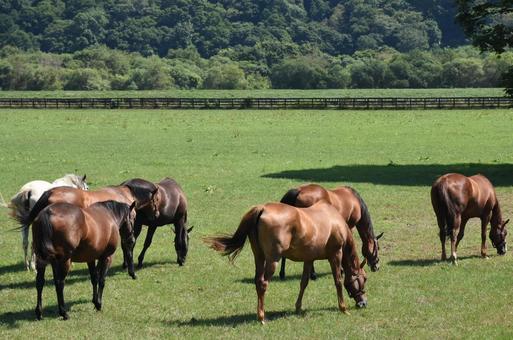 たくさんの馬 たくさんの馬の写真