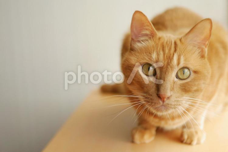 こちらを見つめる猫 白背景,ホワイトバック,白バックの写真素材