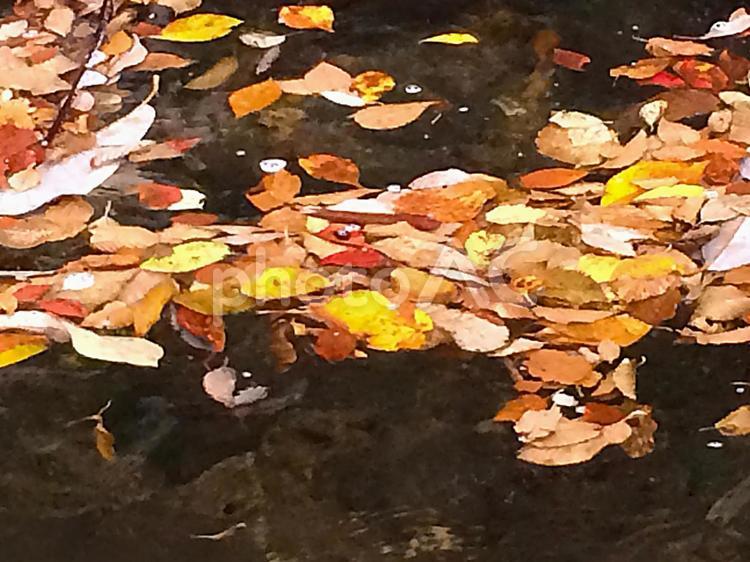 水上の落ち葉 落ち葉,落葉,秋の写真素材