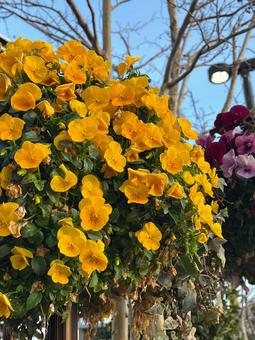 道端の花 道端の花の写真
