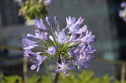 紫色の花びらのアガパンサスの花のアップ 紫色の花びらのアガパンサスの花のアップ 紫色,花びら,アガパンサスの写真素材