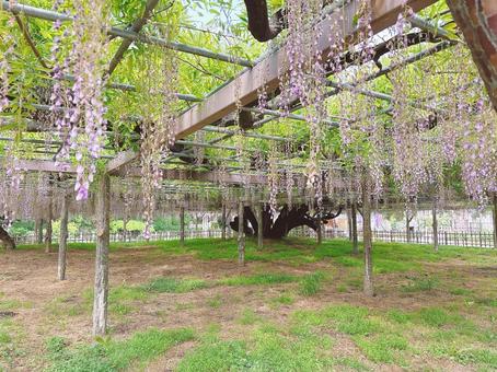 Wisteria, JPG