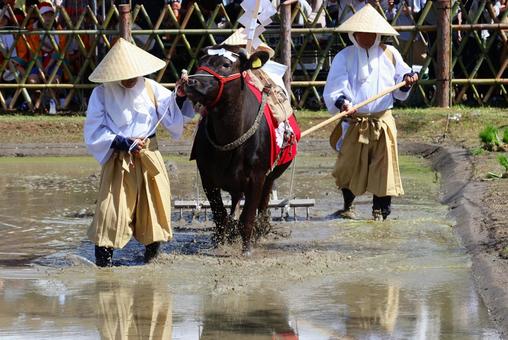 6月中旬の主基斎田お田植まつりの牛耕 6月中旬の主基斎田お田植まつりの牛耕 牛耕,牛,田の写真素材