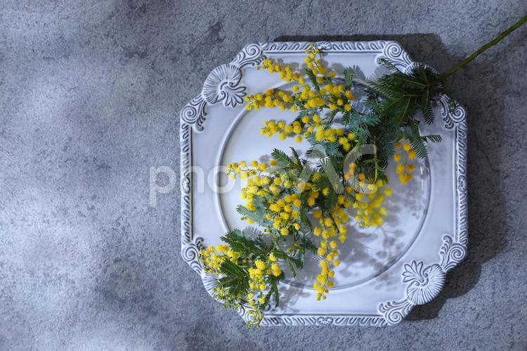 お皿にのったミモザ4 ミモザ,花,黄色の写真素材