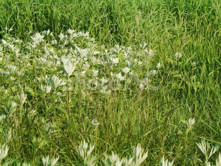 うっそうと生い茂った草むら 草むら,自然,雑草の写真素材
