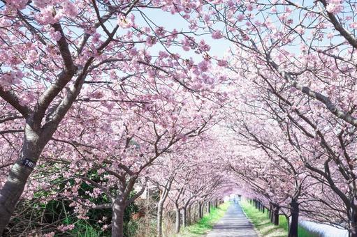 河津桜の桜並木 河津桜,伊豆稲取,桜の写真素材