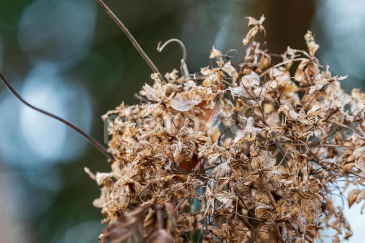 冬枯れのアジサイ アジサイ,枯れ花,冬の写真素材