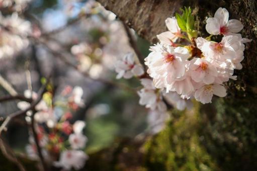 ソメイヨシノ 09 ソメイヨシノ,サクラ,春の写真素材