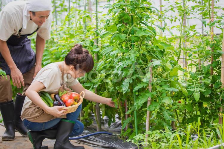 トマトを栽培する男女 家庭菜園,野菜,農業体験の写真素材