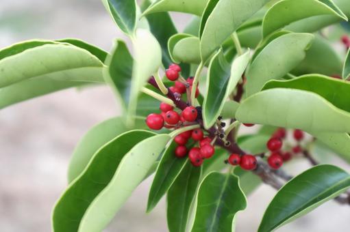 南天の赤い実と葉 お正月の縁起物2 南天,お正月,縁起物の写真素材