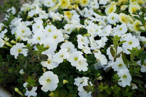 白い花 花,植物,ガーデニングの写真素材