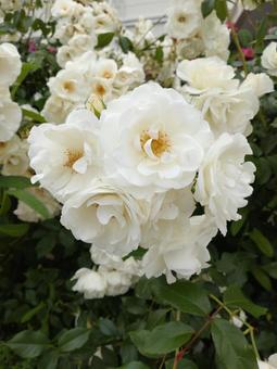 Rose White Part 1, JPG Rose White Part 1, JPG