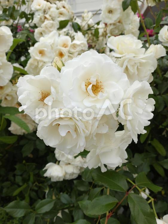 バラ・白・その1 バラ,薔薇,白の写真素材