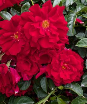 バラ 薔薇 バラ 薔薇の写真