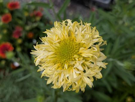 ガイラルディアの花 3 ガイラルディアの花 3の写真