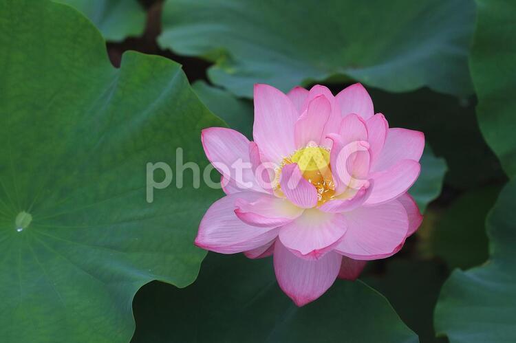 ハス　蓮　ピンクの花　 ハス,蓮,はすの写真素材