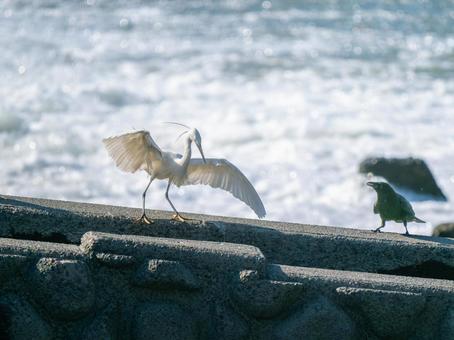 水辺のコサギとカラス 水辺のコサギとカラスの写真