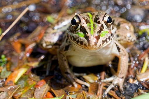 こちらを見るトノサマガエル こちらを見るトノサマガエル トノサマガエル,殿様蛙,蛙の写真素材