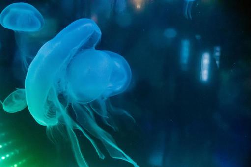 ミズクラゲ クラゲ,海月,くらげの写真素材
