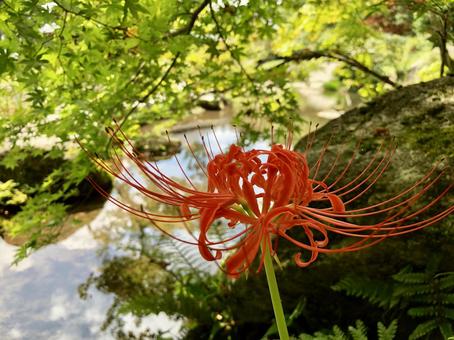 彼岸花02の写真