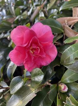 椿　Part1 椿,赤,花の写真素材